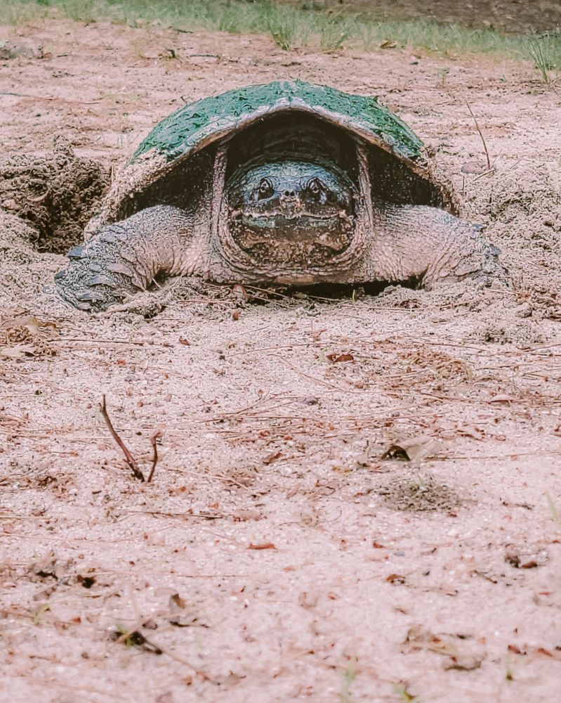 A snapping turtle makes a nest in the sand to lay her eggs.