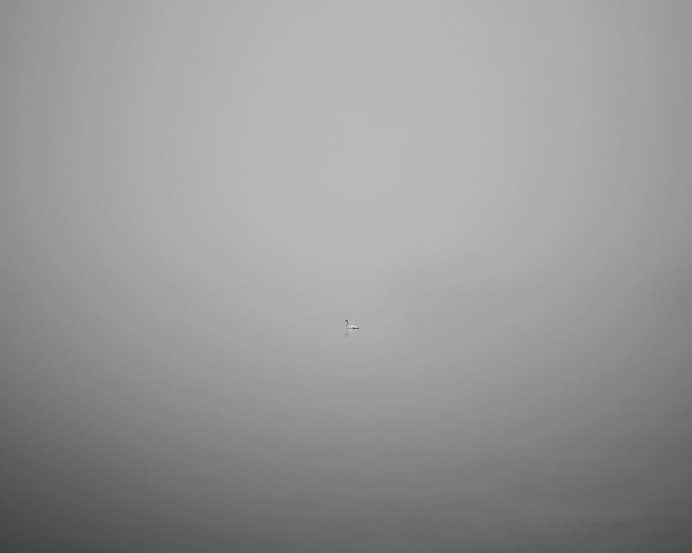 Black and white photo of a swan on a foggy lake.