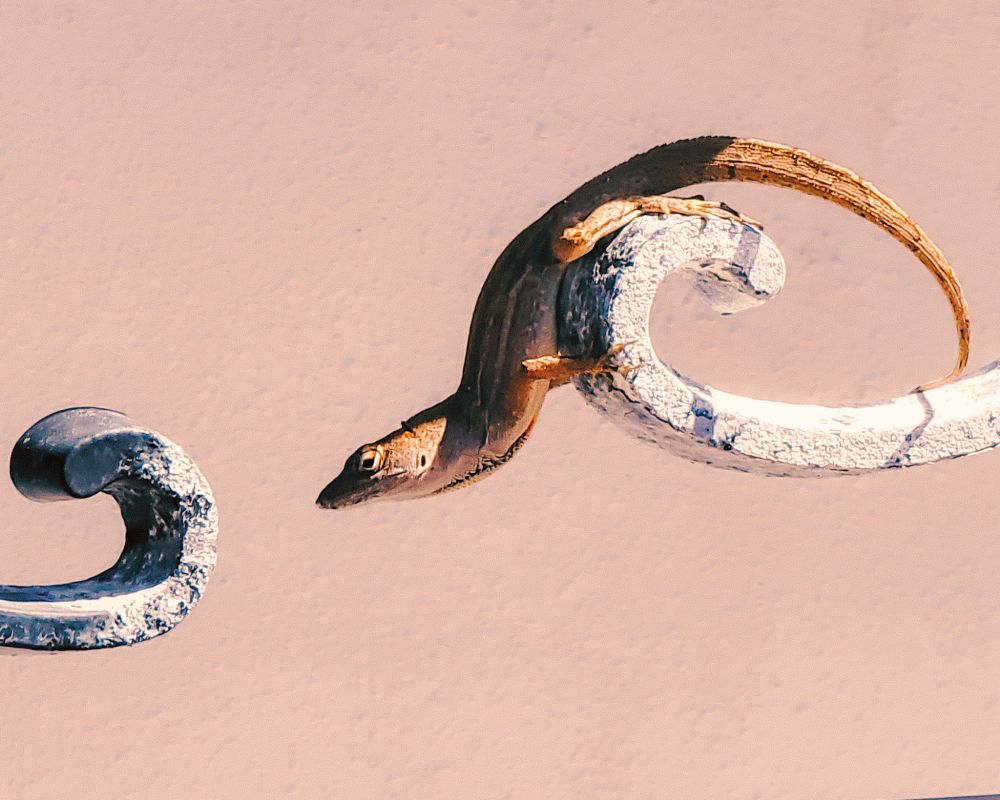 A brown lizard on an iron fence.
