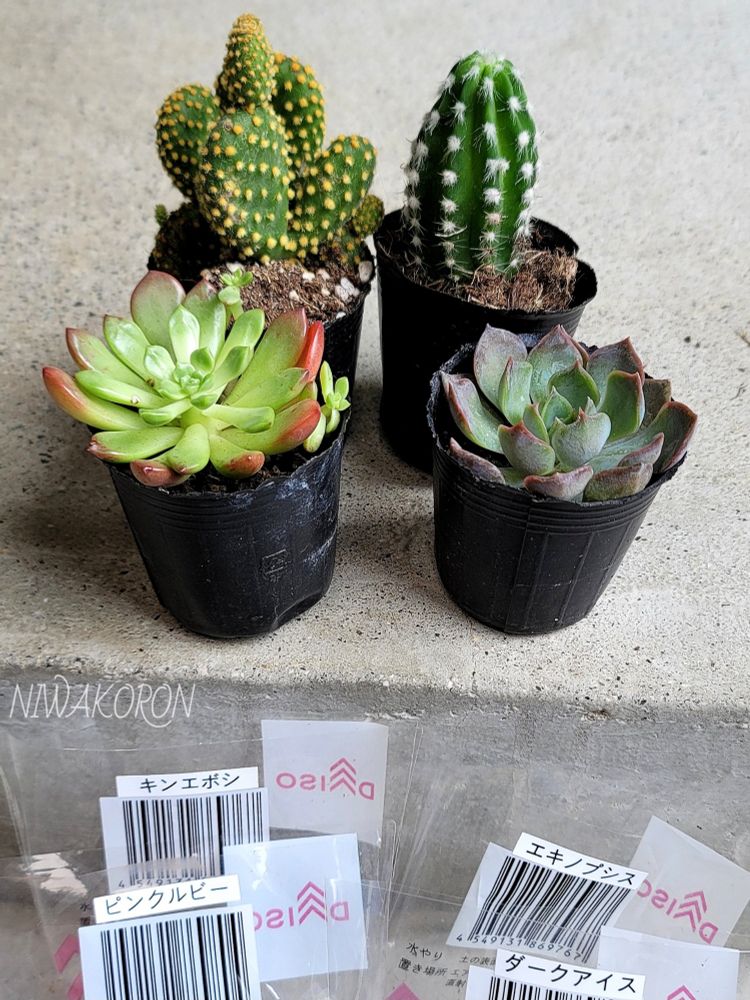 DAISO多肉いろいろ