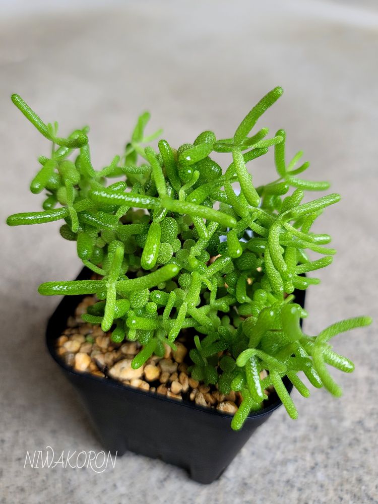 ディクロカウロン アイスクリスタル