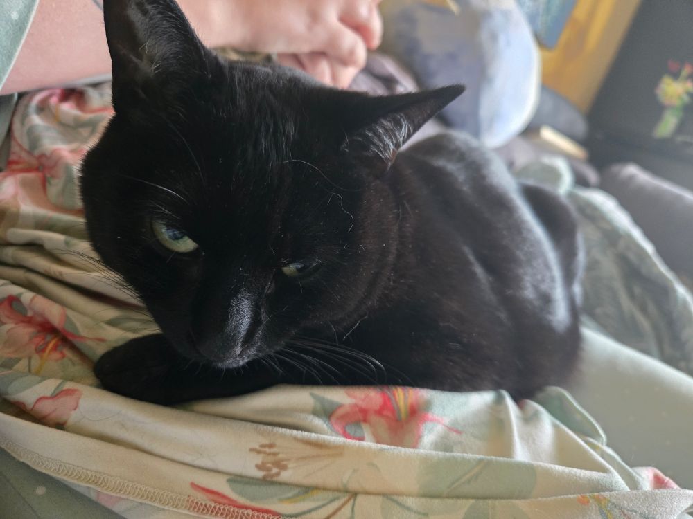 A picture of a small cute black cat laying across someone's lap. The cat's head is barely perked up, one yellow-green eye half open and the other even less open than that, in a grumpy- and sleepy-looking scowl.