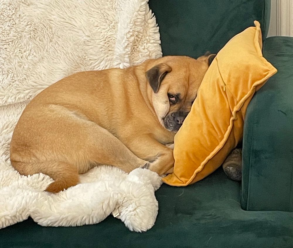 Curry la tete sur un coussin sur le canapé. Un œil entrouvert. CREVÉ
