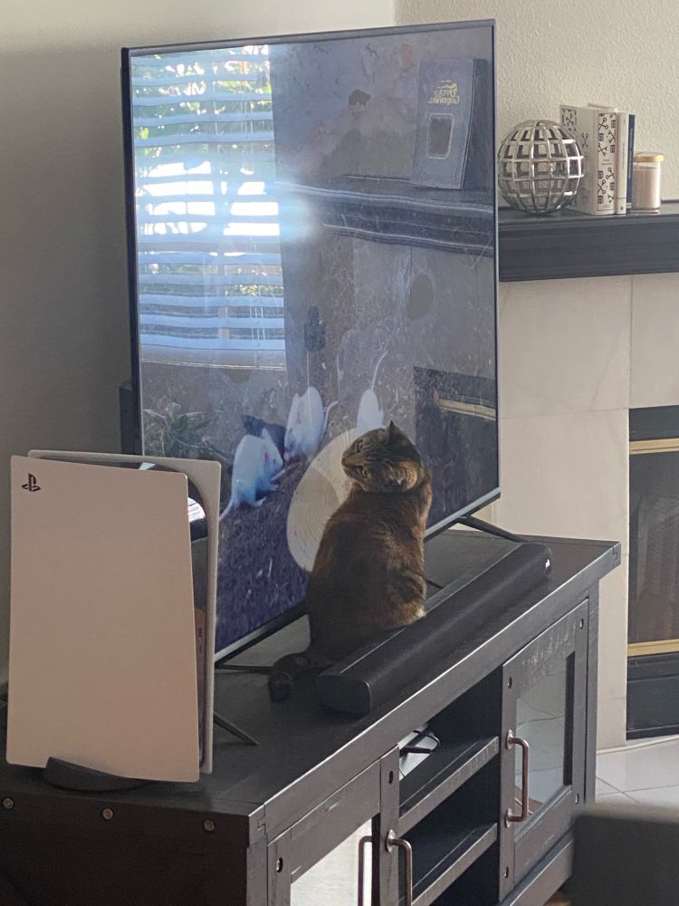 a cat sutton directly in front of a large flatscreen tv looking at some white mice 