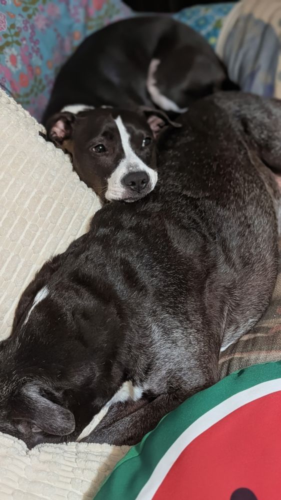 A black dog with a white stripe and muzzle lays her head on her senior black dog companion while the senior dog hides her head under a pillow