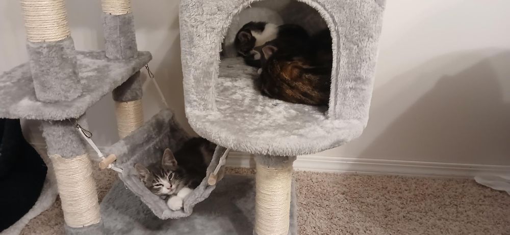 Kittens sleeping on a cat tower. The bottom hammock has a grey and white kitten. Several darker coloured ones are in a box shaped space.