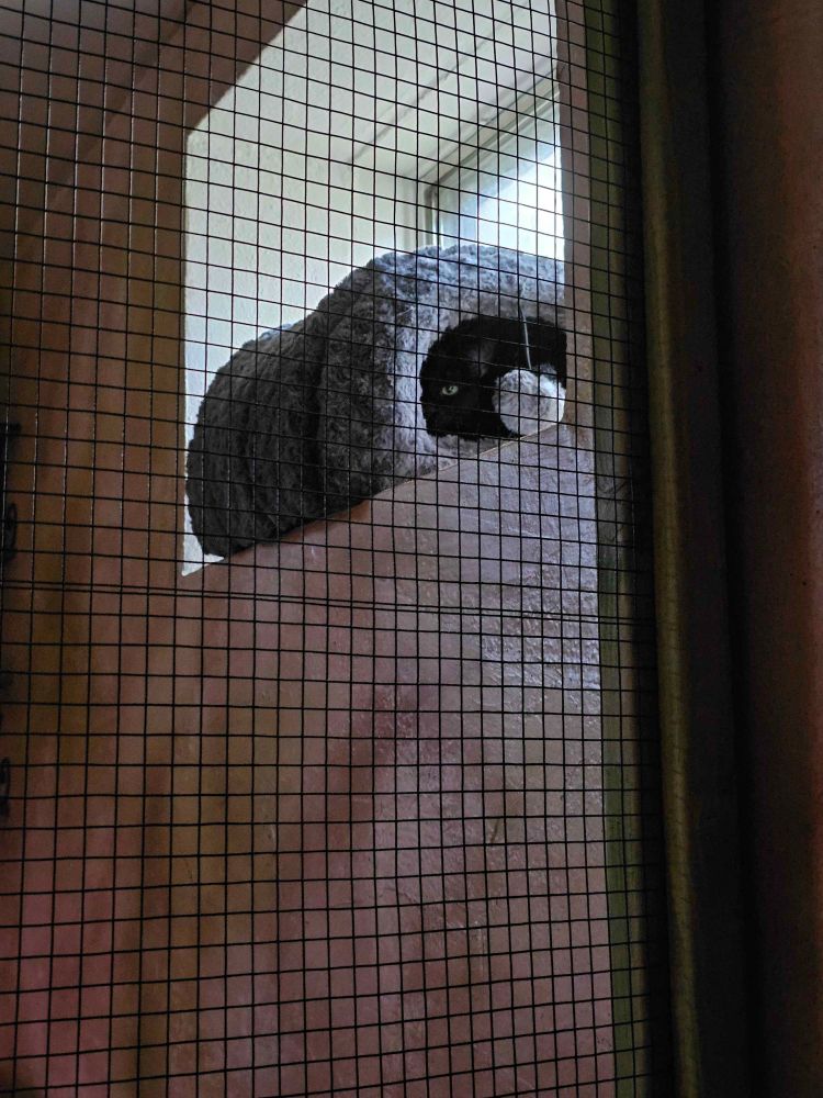 A cozy grey cat cave bed up in a basement window, inside it a single yellow eye stares out from the void