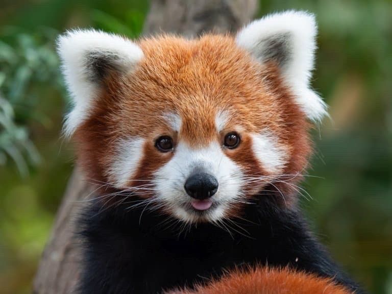 Image shows a red panda with white fluffy ears, red fur and a white snout against a green background. He looks pleased to meet you.