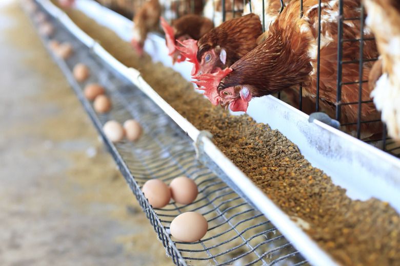 Commercial chickens and their eggs