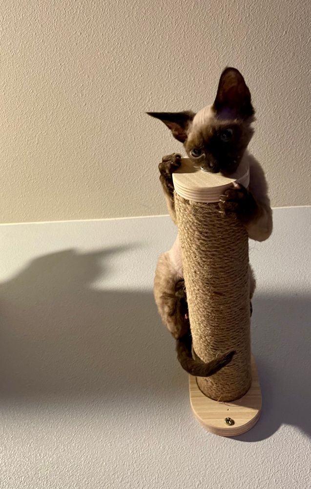 A cat with seal point coloring perches on a scratches a wall post covered in rope. 