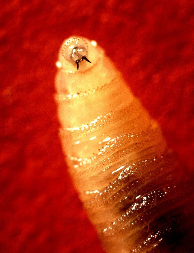 Ummmm this is scary. It’s a photo of New World Screwworm. 