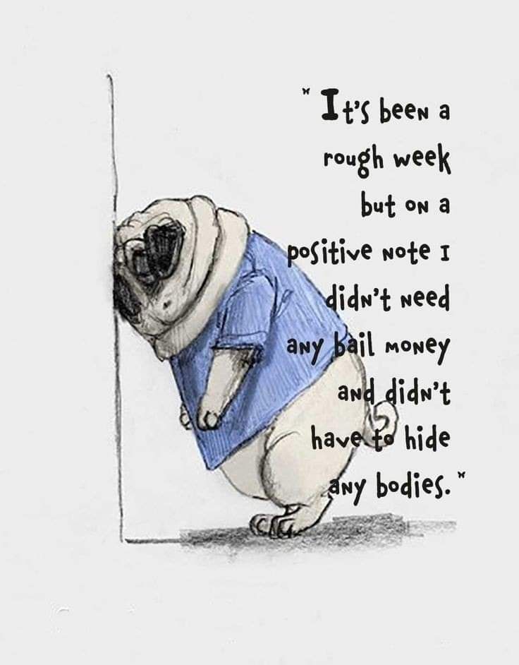 Background: On the left, a pug in a t-shirt with their nose against the wall.
Right side caption: "It's been a rough week but on a positive note I didn't need any bail money and didn't have to hide any bodies."
