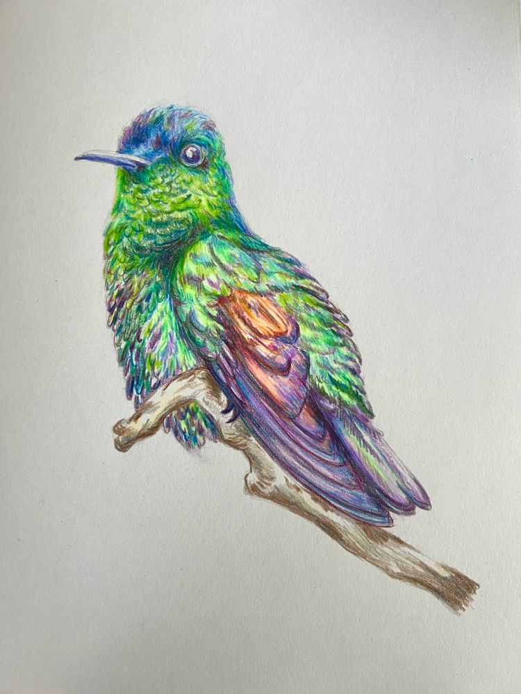 Pencil crayon sketch in bright colours of a hummingbird sitting on a branch.