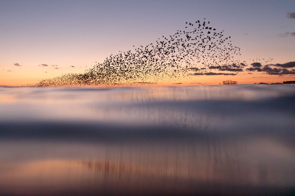 A starling murmuration over the sea in Brighton at sunset. The West Pier can just be seen under the mass of birds in the sky. There is a hint of a reflection of the murmuration in the water beneath. 