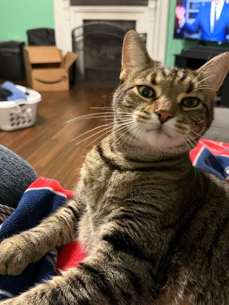Brown and grey tabby cat looking towards the camera