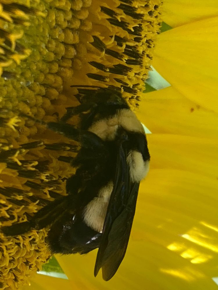 Side view of an endangered southern plains (Bombus fraternus) bumblebee on a sunflower