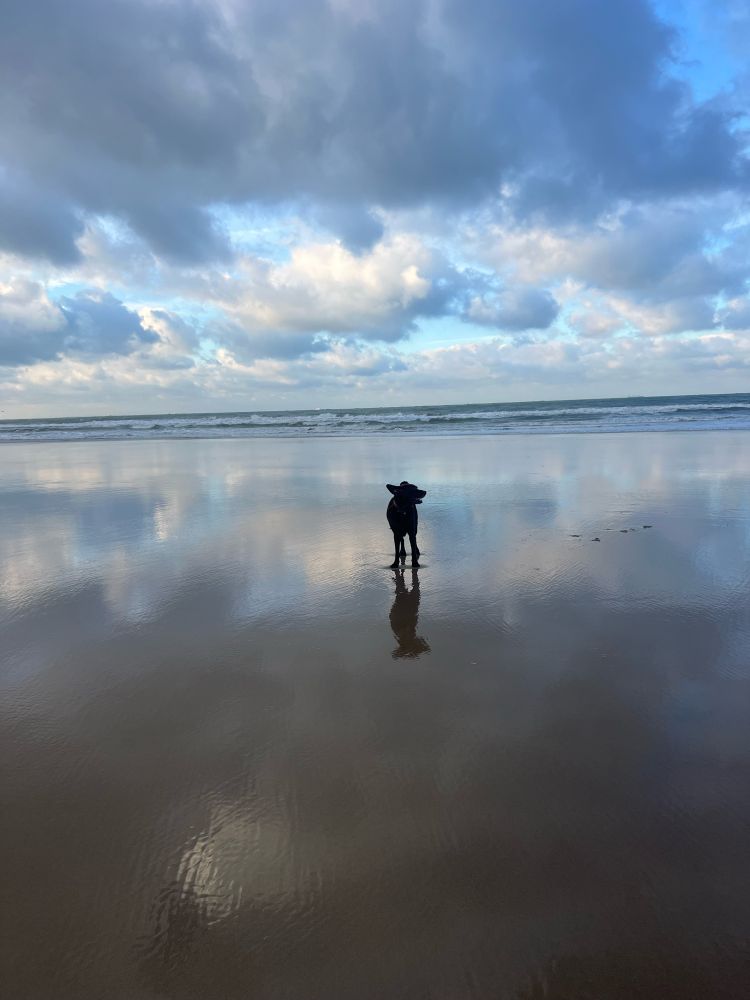 Brown Labrador in his favourite spot - the beach! 