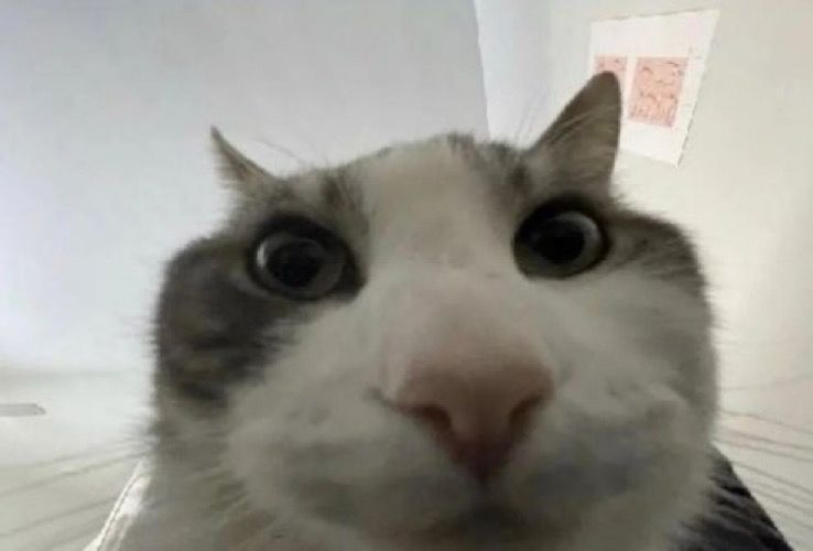 close-up pic of cat