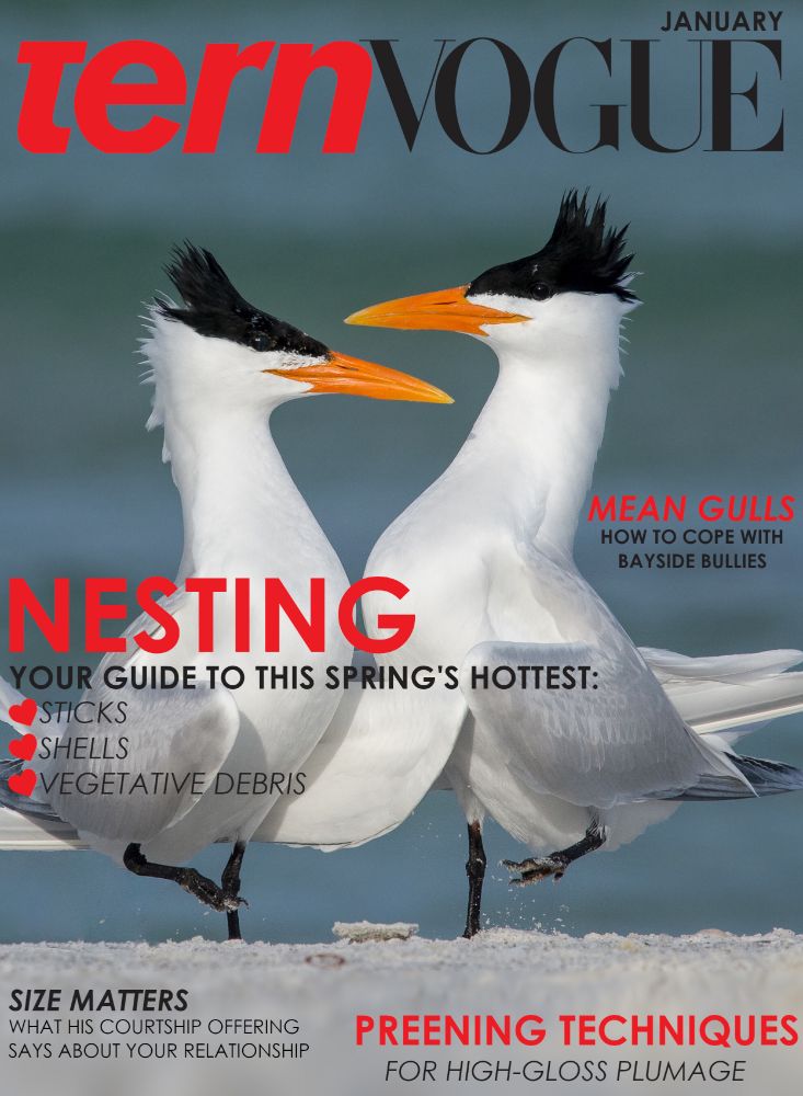 A magazine cover in fashion mag style titled Tern Vogue, with a picture of two very elegant Caspian terns doing a mating dance.
