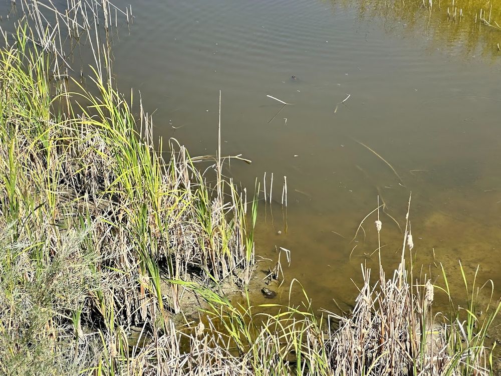 Frogs and tadpoles in the creek
