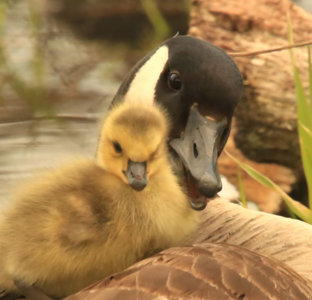 A fuzzy yellow gosling is lying on it's mama's back and lookinh towards the camera. The black and white head of the afult is turned toward the chick with it's beak open as if talking to the baby.