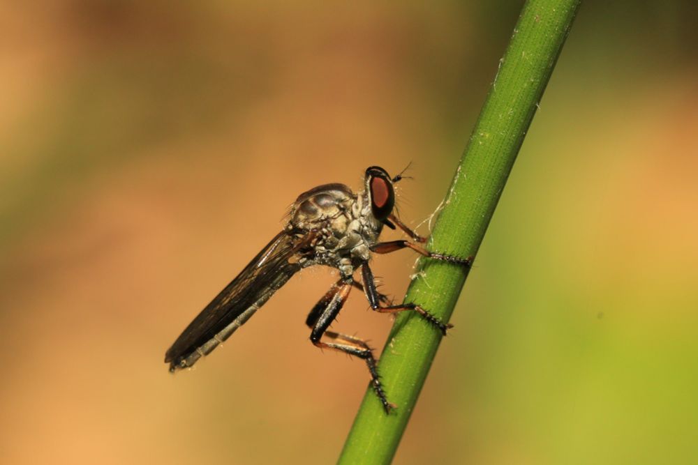 A small fly with large red eyes perches on a green twig. The background is blurred orangey brown.