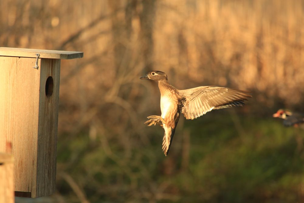 A female Wood duck prepares to enter her nest box. Her feet are forward and her wings are back as she aims at the hole. A male Wood duck is seen blurred in the back ground.