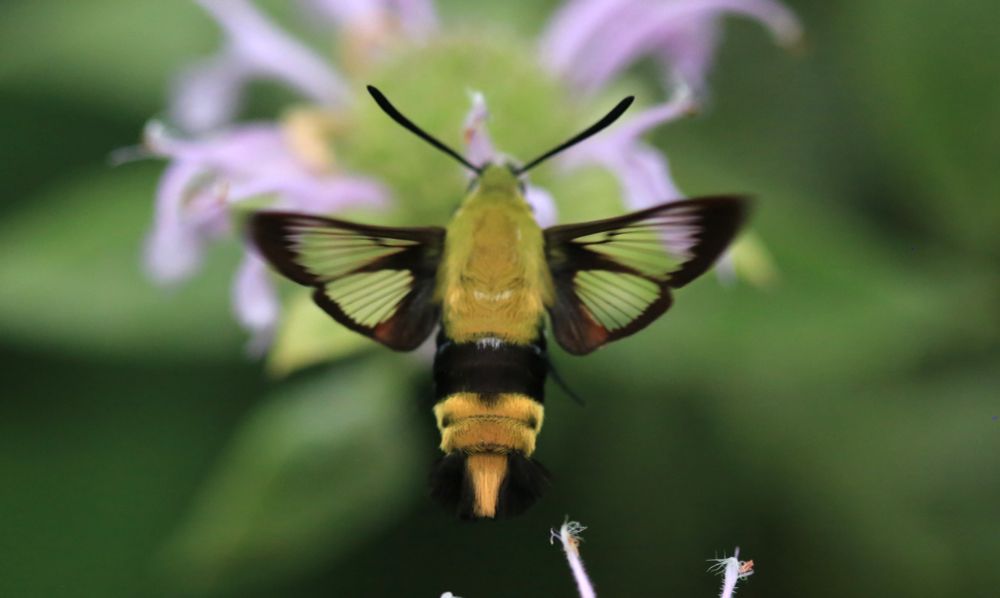 A dark brown and yellowish moth with see through wings hovers in front of a purple flower. Snowberry clearwing