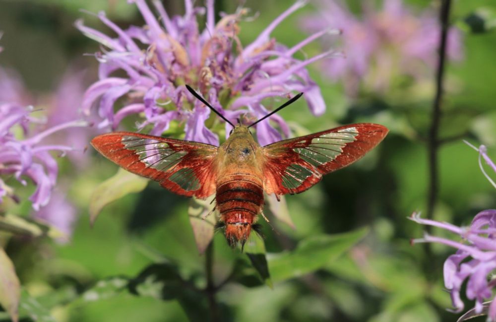 An orange and brown moth with see through wings hovers in front of a purple flower. Hummingbird clearwing