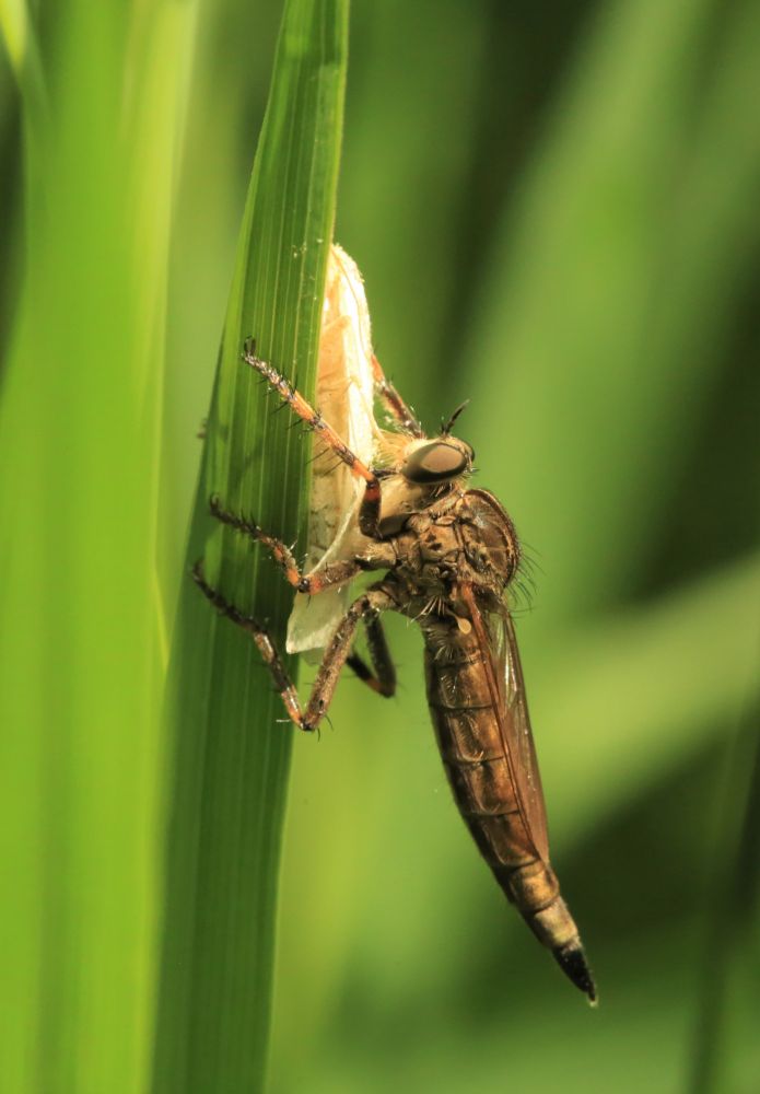 A large brown robber fly holds a white moth while perched on a blade of grass