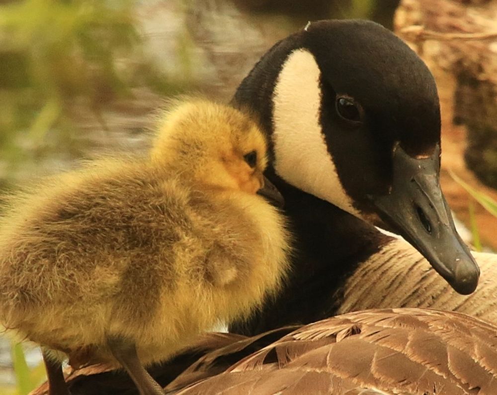 A close-up photo of a fuzzy yellow gosling standing on its mama's back. The gosling is resting its forehead on the white cheek of the adult Canada goose.