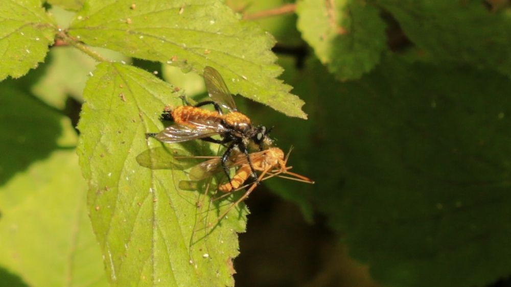 A fuzzy orange and black robber fly holds an equally large crane fly while perched on a green leaf.