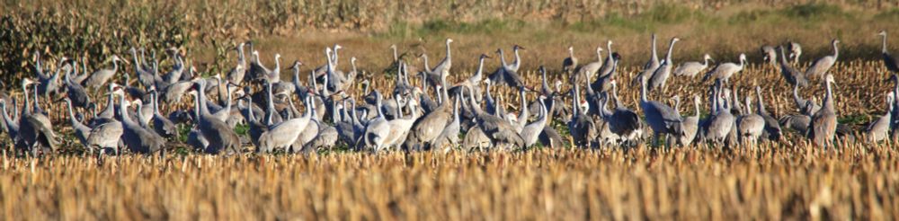 An autumnal field is filled with tall gray birds.