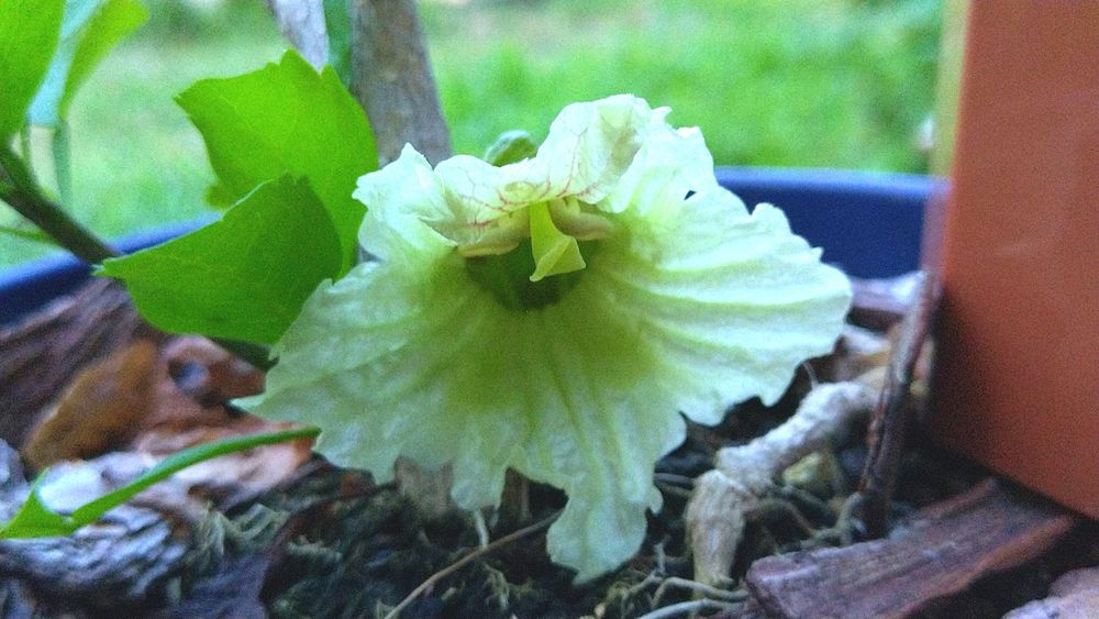 瀕死状態の株を庭に放置したら新芽めっちゃ出るどころか開花までしたロウソクノキ