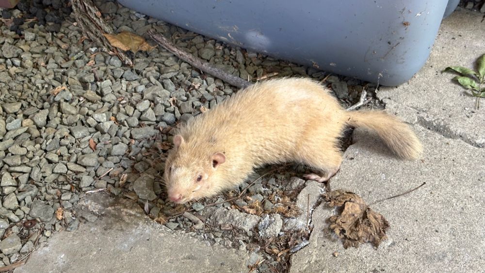 leucistic groundhog