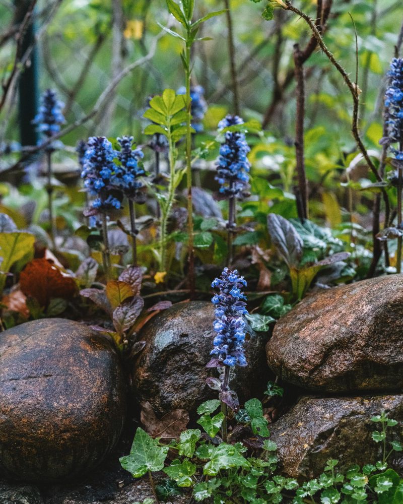 Blue bugle in bloom