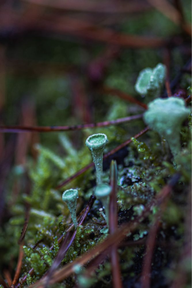 Cladonia growing between moss and pine needles