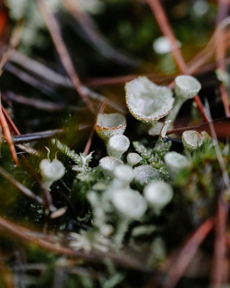 Makro Photo of Cladonia lichen. They are also called „pixie cups“, because they look like little cocktail glasses with a thin „stem“ and a cup shaped part at the top