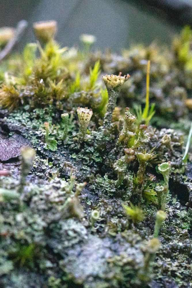 More Cladonia on a tree stump