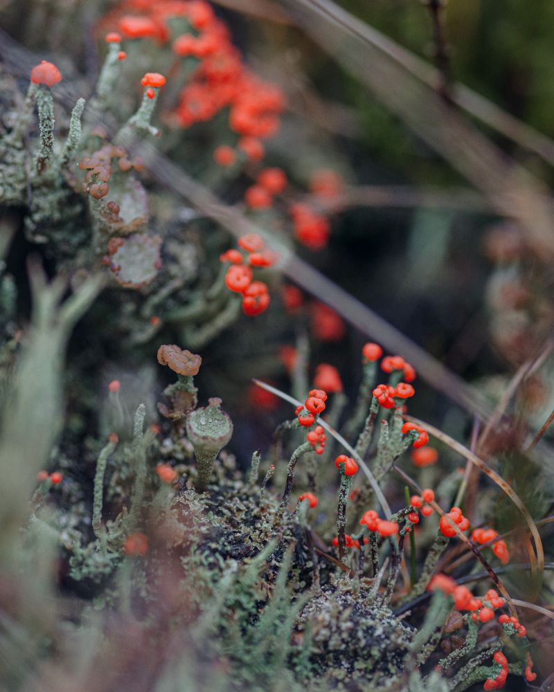 Red .. I know it as „Apothecium“ in German … in English maybe ascocarp? … of Cladonia