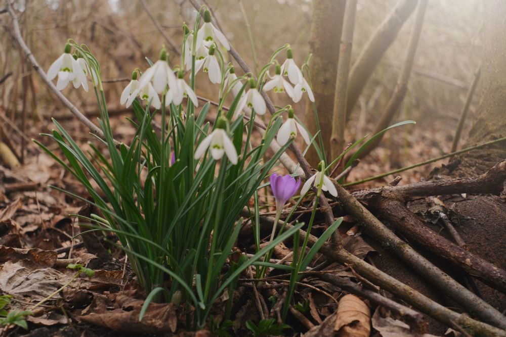 Closeup of snowdrops 