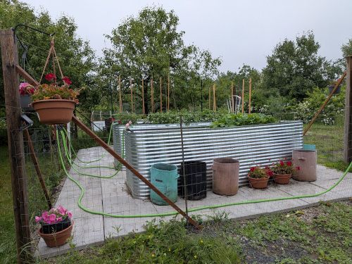 We relandscaped the garden area this year. Growing: milkweed, hollyhock, geraniums, pumpkins, dill, rosemary, green onion, mustard and turnip greens, leaf lettuce, tomatoes, potatoes, okra, many beans, snow peas, squash, and celery. On the balcony (not shown): onion, cilantro, mint, thyme. Further back in the meadow: strawberries, rhubarb, and ground cherries.