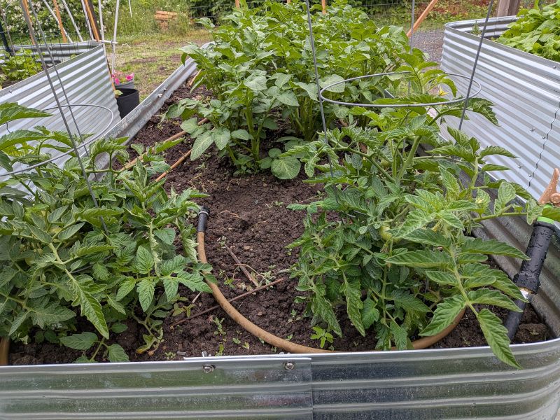 Tomatoes in front, potatoes in back.