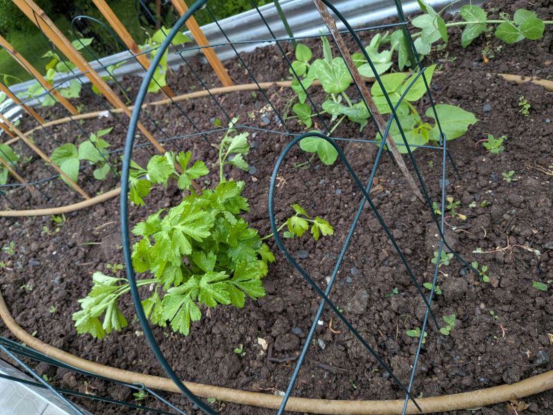 Thanks to neighbors for the celery plant. Also, four variety of beans: pole, scarlet runner, bush, and leather britches, the latter brought up to Canada from Appalachia and used for shucky beans. Also, a couple snow peas, and two squash.
