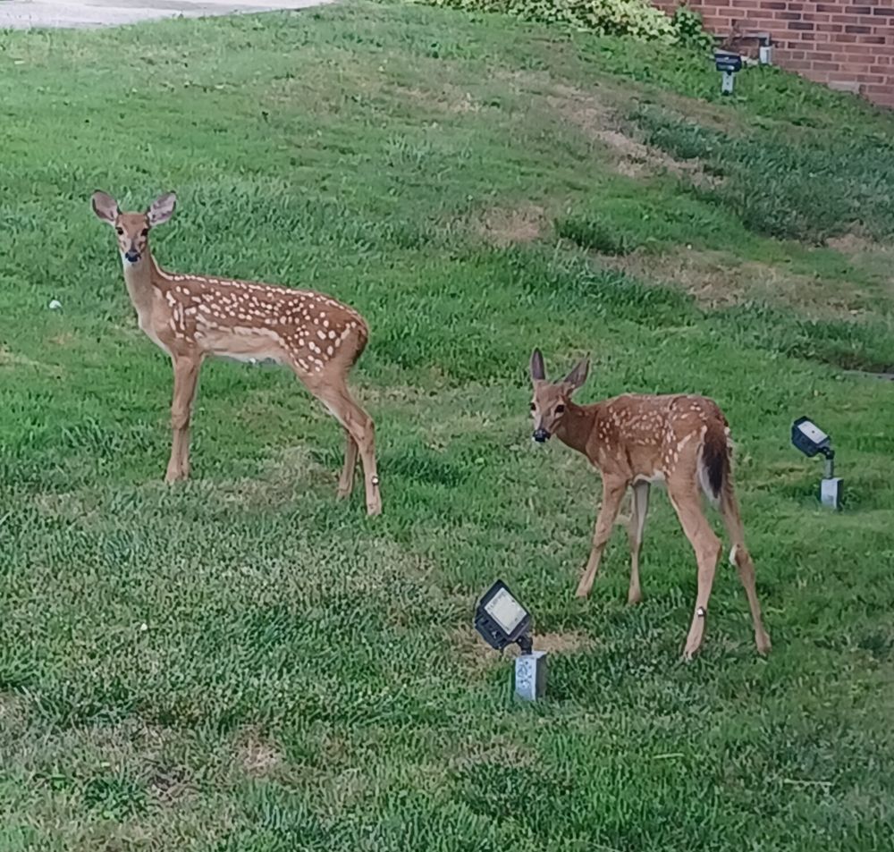 Two fawns look at the camera.