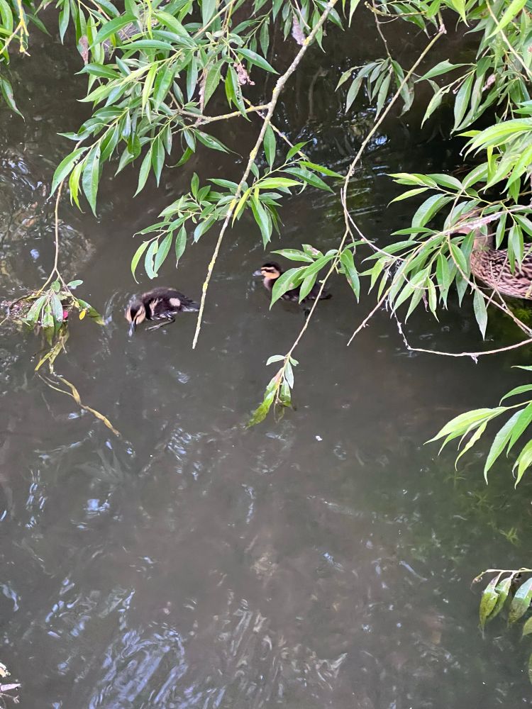 2 ducklings on a river 