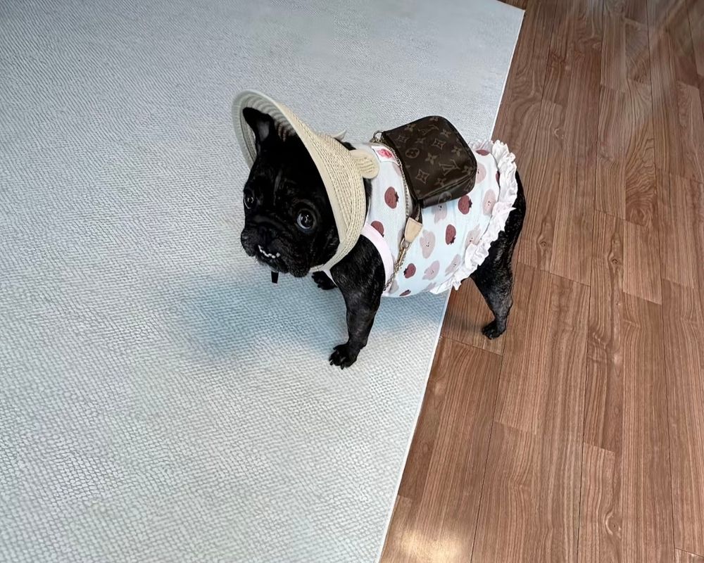 cunty little black bulldog with a dress and a purse and a sun hat, looking up coily
