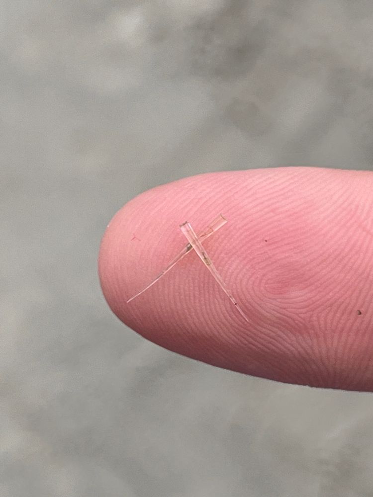 Up close of two aquatic snails hiding in their shells out of water compared to a human finger. These mfers are sharp, tiny, and nearly invisible in the water. The shells are fragile and brittle, but usually don't break off in the skin. 