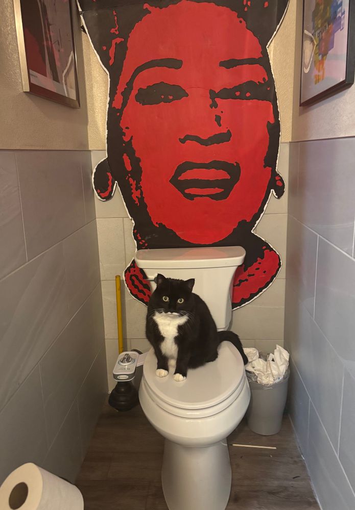 A tuxedo cat sitting in a closed toilet