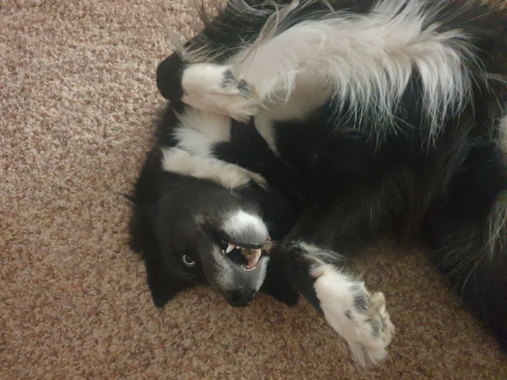 A husky-border collie mix is lying on his back with a goofy grin on his face waiting for belly rubs